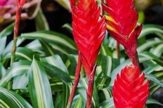 Frizea lśniąca (Vriesea splendens) 