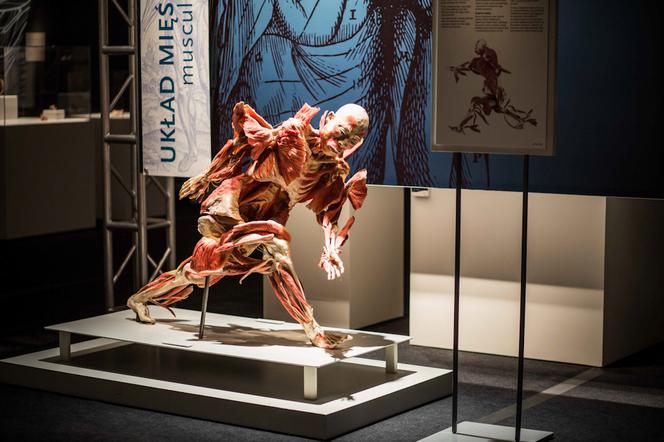 Bodies Revealed