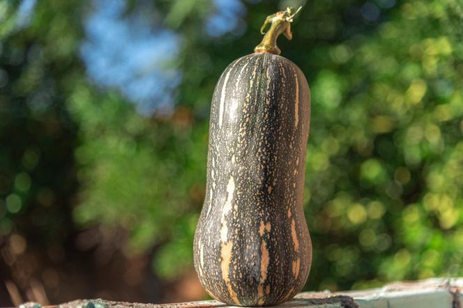 Dynia piżmowa Barbara Butternut