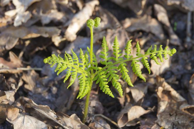 Nerecznica szerokolistna - Dryopteris dilatata