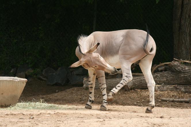 Osioł somalijski 