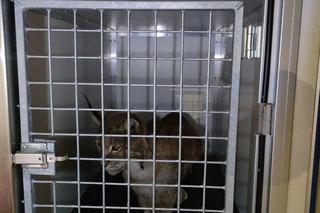 Odłowiony Ryś nadal jest w poważnym stanie. Prawdopodobnie uległ zatruciu [ZDJĘCIA]