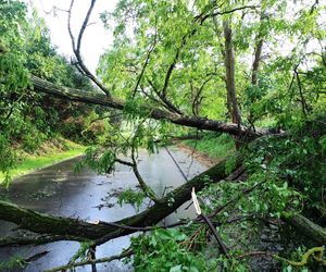 Potężne burze nad Polską. Drzewa spadały na samochody, setki interwencji straży pożarnej 