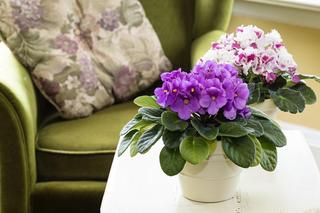 Jaka roślina przynosi pecha? 