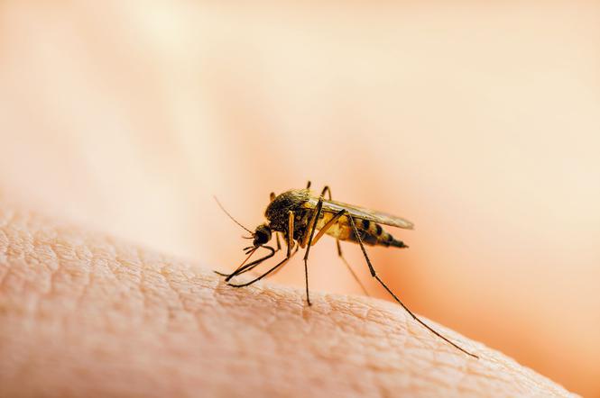 Niewinne komary, meszki i ich grzeszki. Jak się bronić, chronić i leczyć