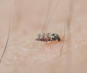 Meszki a muszki owocówki. Jak odróżnić meszki od muszek owocówek?