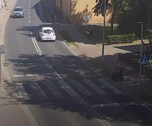 Przerażający wypadek w Sulechowie! Niepełnosprawny mężczyzna wyleciał z wózka po potrąceniu na przejściu [ZDJĘCIA] 