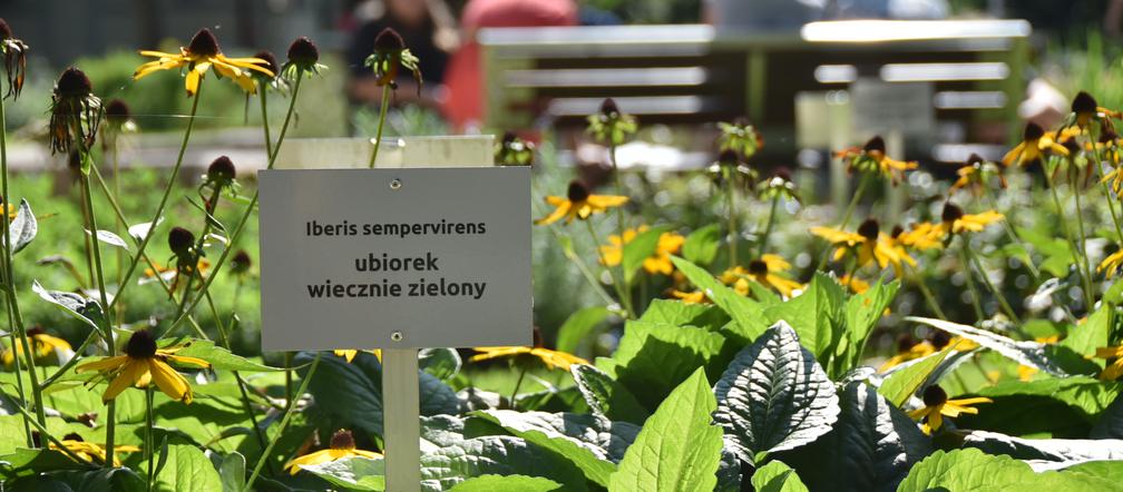 Ogród botaniczny Batorego wrócił do żywych