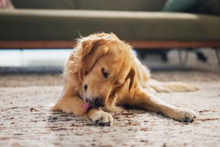 Twój pies będzie trącać Cię łapą w tej jednej sytuacji. Nie bagatelizuj tego psiego zachowania