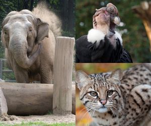 Słonica, kondor, flamingi i wielkie koty. Oto seniorzy – rekordziści z krakowskiego ZOO 