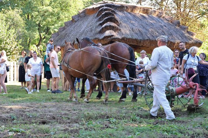 W skansenie w Lublinie pokazali, jak dawniej wyglądały wykopki kartoflane