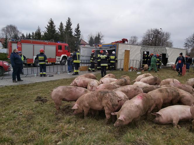 Wypadek ciężarówki przewożącej świnie w Wierzbicy koło Serocka