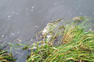 Setki martwych ryb nad Zalewem w Brodach