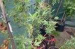 Działkowiec z Piaseczna obok pomidorów sadził marihuanę. Plantacja w rękach policji