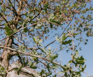 10 tys. zł dla WOŚP za drzewko na pl. Centralnym. Wyjątkowy gest pracowników firmy Balzola