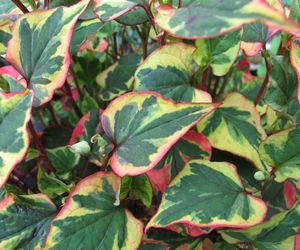 Pstrolistka sercowata - Houttuynia cordata