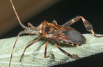 Wtyk Amerykański: śmierdzący owad atakuje nasze domy