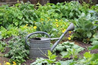 Kiedy podlewać warzywa