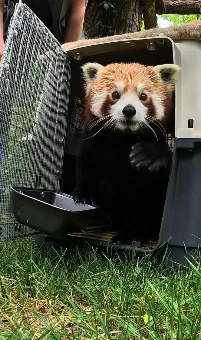 Samiec pandy rudej zamieszkał we wrocławskim zoo. Od razu wyskoczył na swój nowy wybieg [WIDEO]