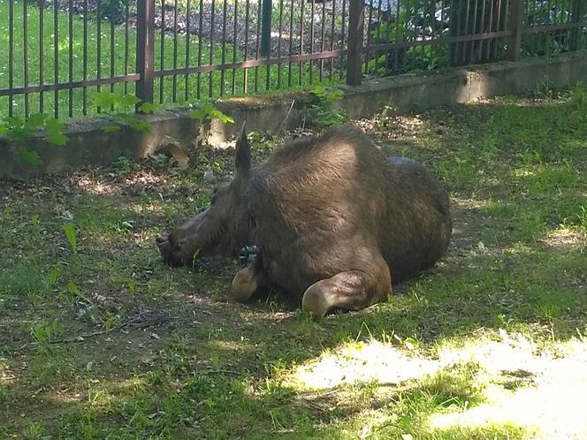 Łoś zgubił się na Ursusie. Odwieźli go autem do Kampinosu
