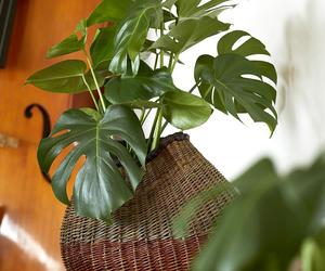 Monstera