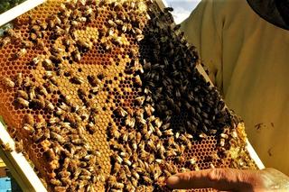 Letnie spotkania z pszczołami. Toruń zaprasza do pasieki