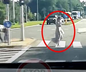 Weszła pod rozpędzony ambulans. Co ona miała w głowie?