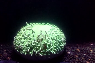 Wskazówki na Dzień Ziemi - czym jest wybielanie rafy koralowej?