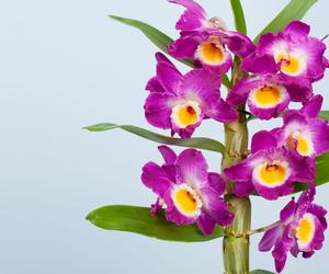 Storczyk Dendrobium