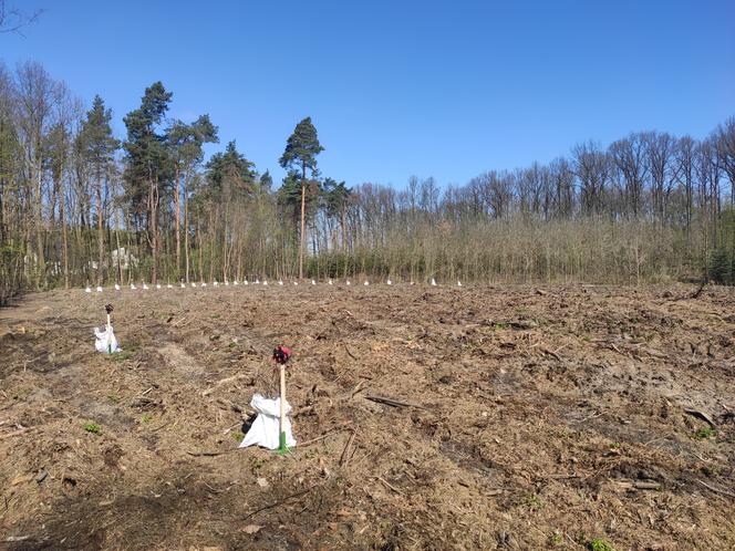 W Lesie Kapturskim posadzono nowe drzewa