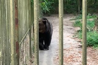 Wyjątkowe atrakcje w bydgoskim zoo. Na zwiedzających czekają niedźwiedzie warsztaty i „Przygoda z wydrą”