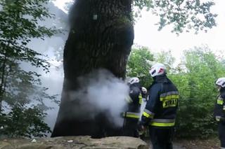 450-letni dąb w ogniu! Celowe podpalenie prastarego pomnika przyrody?