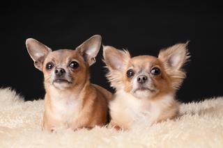 Chihuahua: najmniejsze psy na świecie