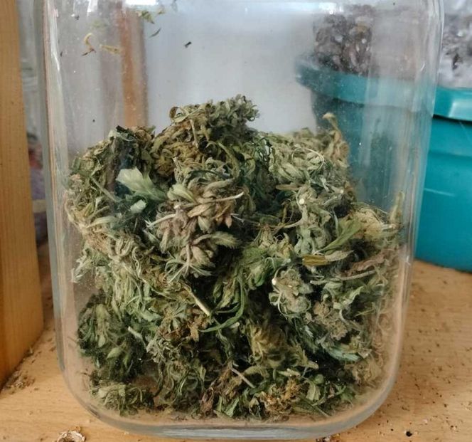 Areszt za uprawę marihuany. 