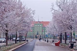 Zjawiskowa szadź w Szczecinie