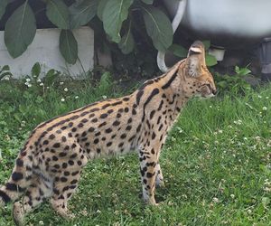 Serwal zbiegł właścicielowi w Tychach