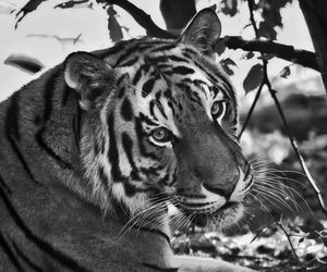 Odszedł symbol poznańskiego ZOO. Żegnaj, Tungusie