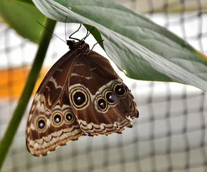 Motyle w Łomży. MOSiR zaprasza na bliskie spotkania z cudem natury
