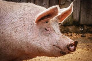 Afrykański pomór świń znów groźny. Wybito ponad 70 zwierząt 