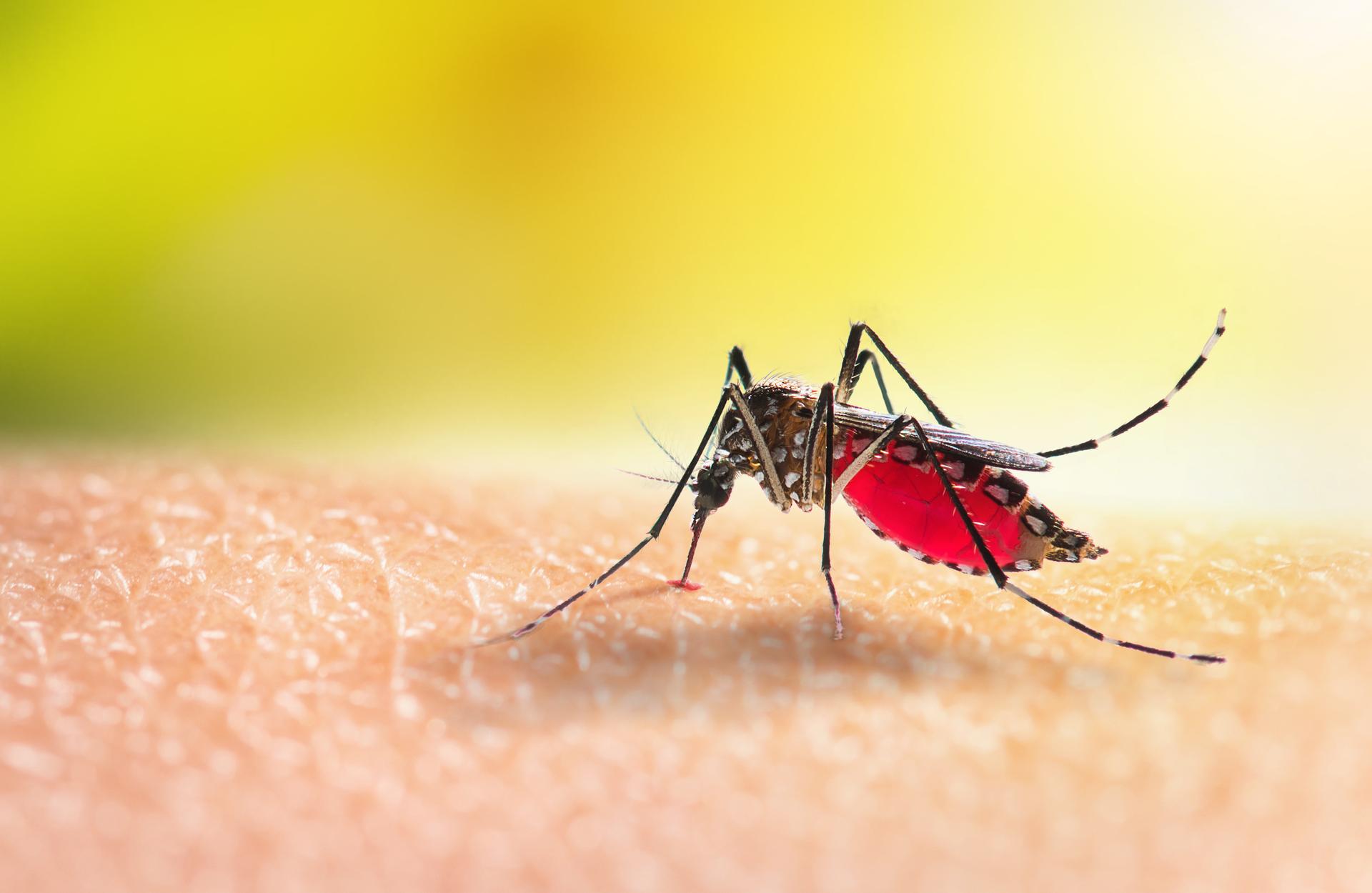 Przenoszony przez komary egzotyczny wirus pojawił się w Niemczech. Czy jest groźny