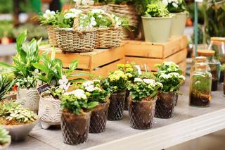 Kwiaty doniczkowe na Dzień Matki