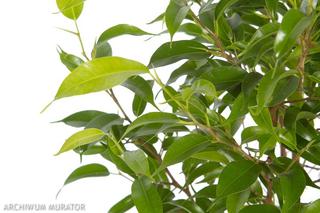 Figowiec benjamina = Fikus benjamina - Ficus benjamina