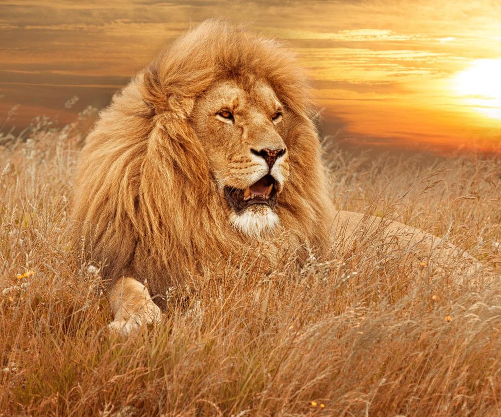 Quiz o zwierzętach z Afryki. Oglądałeś Króla lwa? Sprawdź szóste pytanie!