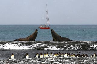 Pingwiny królewskie i słonie morkie na St. Andrews Bay