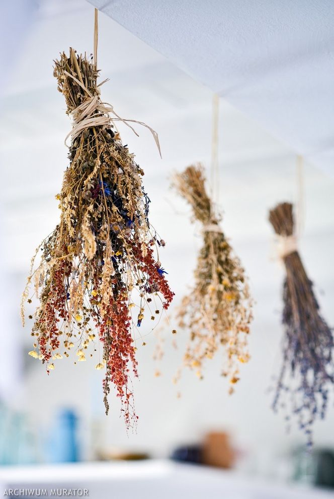 Świdrzyk cygarowiec: zwalczanie. Szkodniki świdrzyk: jak wygląda, czy jest szkodliwy i jak się go pozbyć