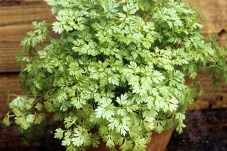 Trybula ogrodowa - uprawa, wymagania i zastosowanie