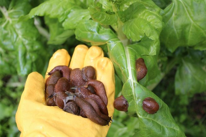 Ślimaki w ogrodzie. Jak się ich pozbyć?