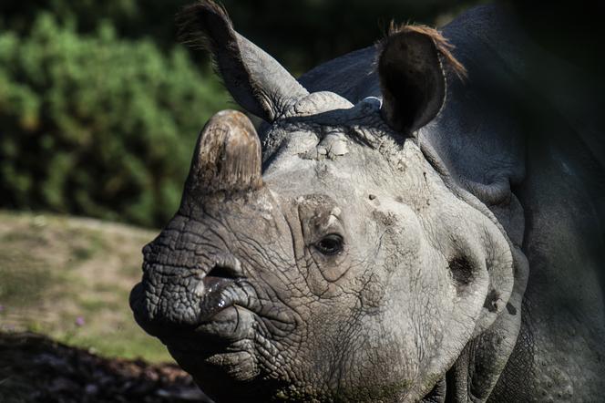 Nosorożec - to między innymi tymi zwierzętami zajmować się będzie młodszy opiekun zwierząt kopytnych w warszawskim ZOO