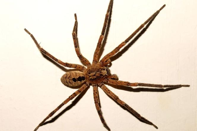 Jadowity pająk Nosferatu był widziany w Niemczech. Sensację budzi jego rozmiar!