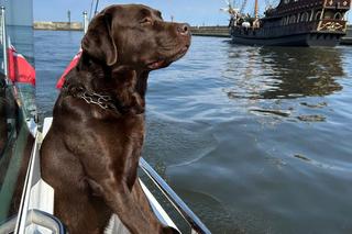 Bohaterowie z Pomorza uratowali psa